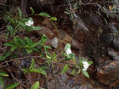 Melodinus balansae