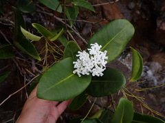 Melodinus balansae