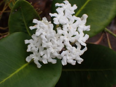 Melodinus balansae