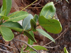 Melodinus balansae