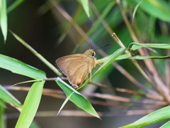 Hasora mus