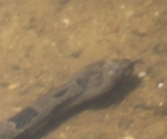 Nerodia taxispilota
