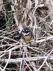 Rhipidura albiscapa alisteri