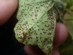 Puccinia pelargonii-zonalis