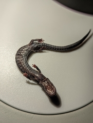 Plethodon elongatus