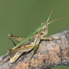Orphulella speciosa