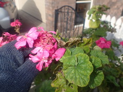 Puccinia pelargonii-zonalis