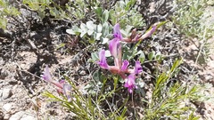 Astragalus chamaeleuce