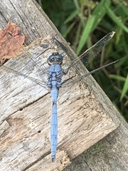Orthetrum lemur