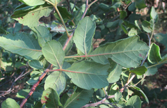 Searsia tenuinervis image