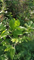 Castanea sativa image