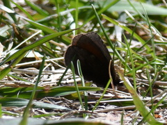 Erebia discoidalis