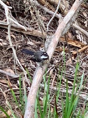 Rhipidura albiscapa alisteri