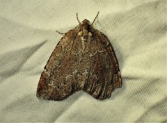 Spodolepis substriataria