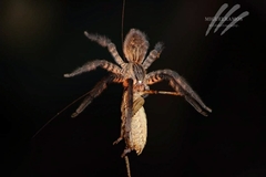 Cupiennius salei