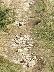 Prunella modularis occidentalis