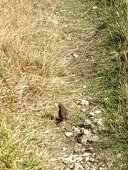 Prunella modularis occidentalis