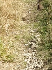 Prunella modularis occidentalis