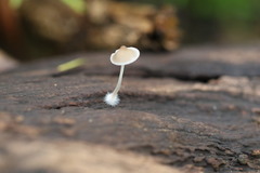 Mycena subgalericulata
