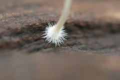 Mycena subgalericulata