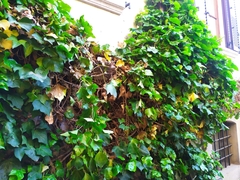 Hedera