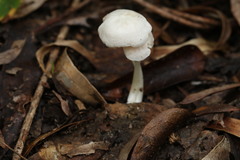 Entoloma albidosimulans