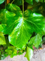 Hedera