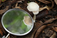 Entoloma albidosimulans
