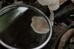 Entoloma albidosimulans