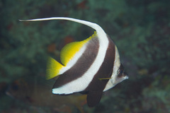 Heniochus acuminatus