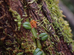 Porpax karikouyensis