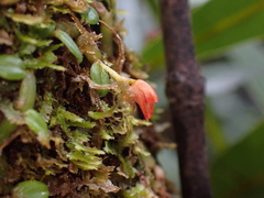 Porpax karikouyensis