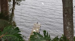 Ardea alba