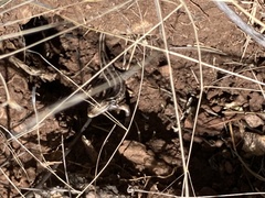 Sceloporus slevini
