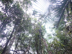 Chambeyronia divaricata