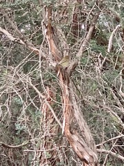 Acanthiza lineata lineata