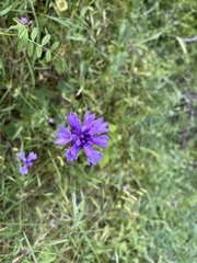 Dichelostemma congestum