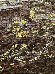 Arachnopeziza aurelia