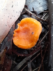 Cantharellus concinnus