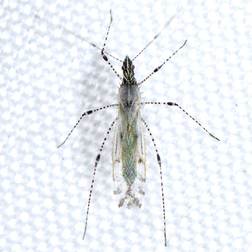 Hoplinus echinatus