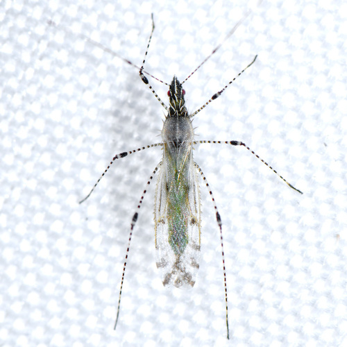 Hoplinus echinatus (Uhler, 1893)