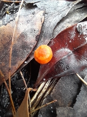Cantharellus concinnus