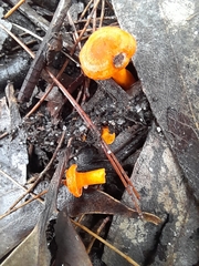 Cantharellus concinnus
