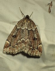 Spodolepis substriataria