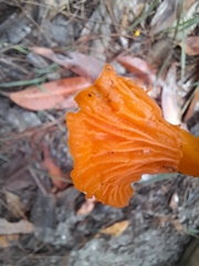 Cantharellus concinnus