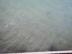 Mulloidichthys flavolineatus