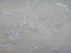 Mulloidichthys flavolineatus