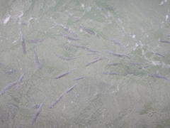 Mulloidichthys flavolineatus