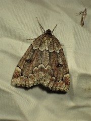 Spodolepis substriataria