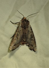 Xylena thoracica